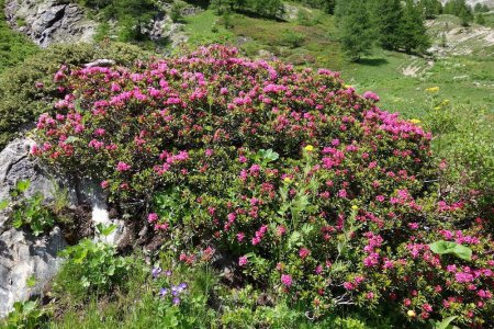 Massif de Rhododendrons.