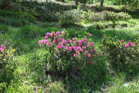 Quelques rhododendrons encore bien fleuris