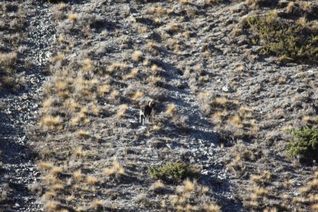 Mouflon solitaire sous les Greites