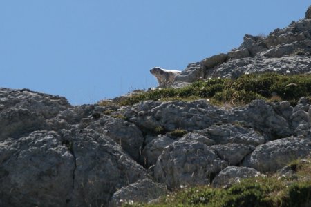 Marmotte surveillant le vol d’un couple d’aigle