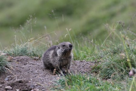 Une jeune marmotte