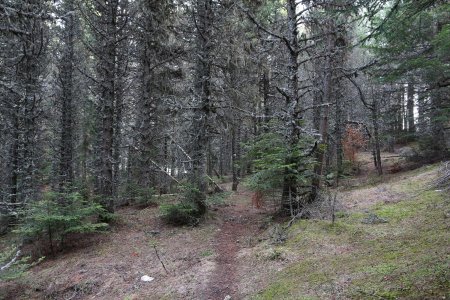 Forêt d’ubac avant le col de Chausseyras.