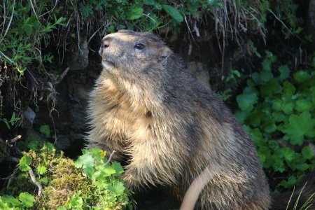 Marmotte sur la pas de son terrier