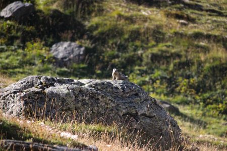 Marmotte dans le vallon de la Leisse