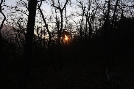 Lever de soleil dans les bois.
