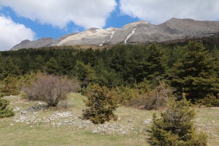 La pinède clairsemée au pied de la Montagne de Faraut.