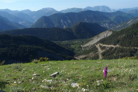 Orchidée et au fond Montagne de Boules, Montagne du Carton, Cheval Blanc...