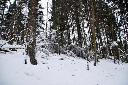 Ambiance hivernale dans la forêt du Belchen.