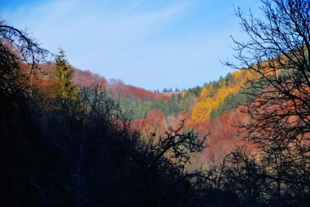 Des trouées sur le chemin permettent d’apprécier de belles couleurs de fin d’automne (décembre 2018)