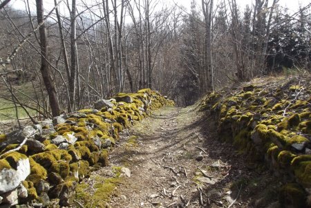 Beau chemin bordé de pierres moussues