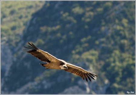 vautour fauve photo G Sadet