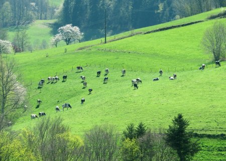 Zoom sur un troupeau de vaches, dans un champ en contre-jour, au-dessus d’Orbey. J’adore cette lumière ! 😊