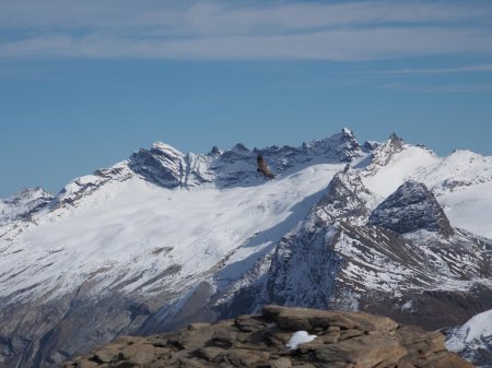 Vautour fauve sur fond de glacier du Mulinet.