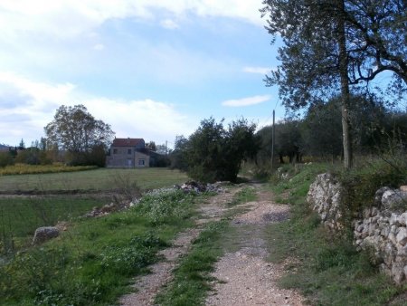 Le chemin longe les champs d’oliviers.