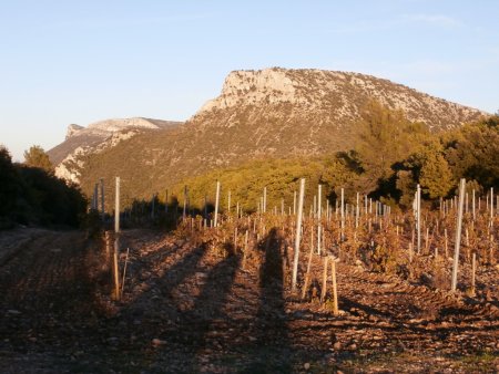 Les vignes du clos des Barres et le mont Olympe. Le mont Aurélien est à gauche.