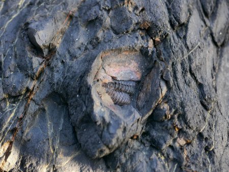 Veryarc’h : trilobites (côté ouest de la plage)