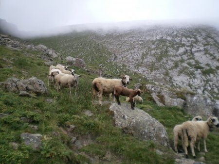 Moutons sur le chemin