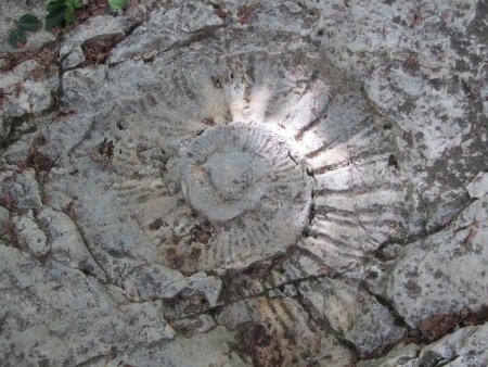 Deuxième ammonite d’un diamètre d’environ 30 cm.