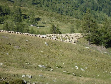 Il n’est pas rare de croiser un troupeau de moutons
