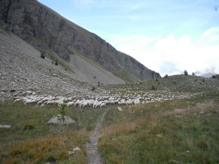 Le troupeau de moutons