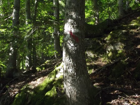 arbre à repérer avec croix rouge et blanche