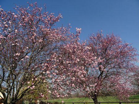 Prunus décoratifs.