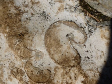 Fossiles : coquilles de Rudistes