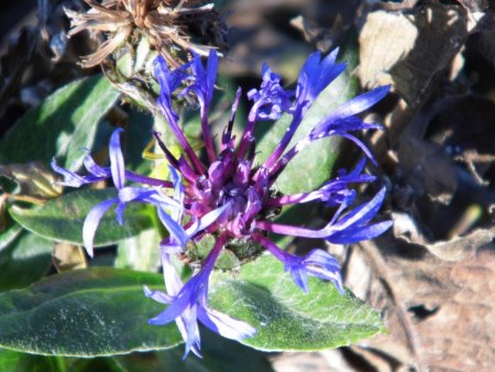Ma fleur préférée, le Bleuet des montagnes (Centaurée)