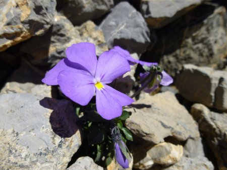 Pensée (ou violette) du Mont Cenis