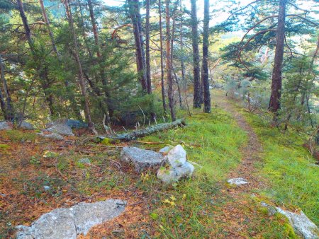 Un beau sentier en forêt, bien balisé par des cairns et de nombreuses marques à la peinture bleue