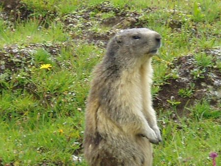 Marmotte position guet