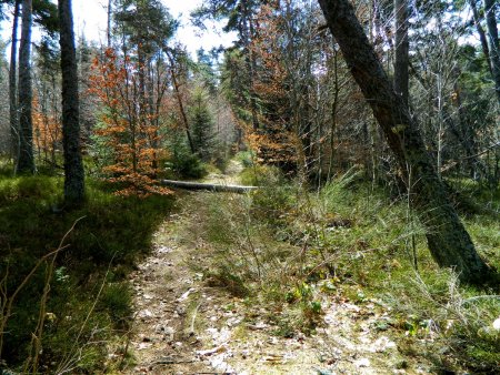 Sentier très forestier.
