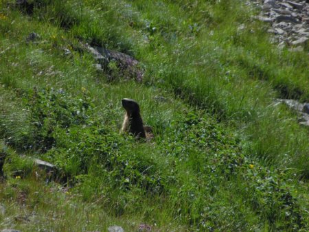 Marmotte en alerte