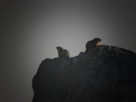 Marmottes dans la brume