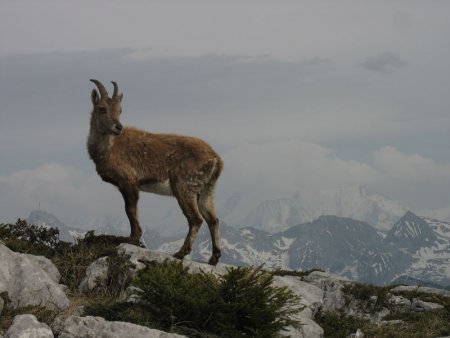 Le gardien des lieux pose devant le Mont Blanc