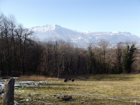 Moutons noirs devant le Moucherotte, les Trois Pucelles et le plateau de Sornin
