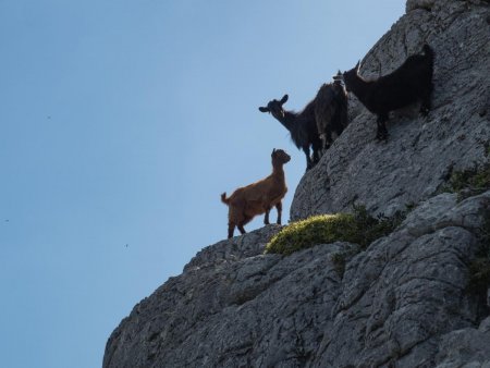 Chèvres alpines