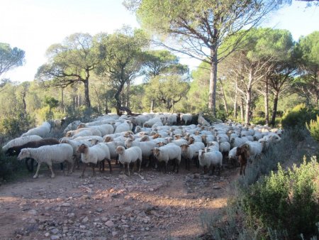 Le Var, terre de transhumance, accueille les troupeaux de brebis et de chèvres en hiver.