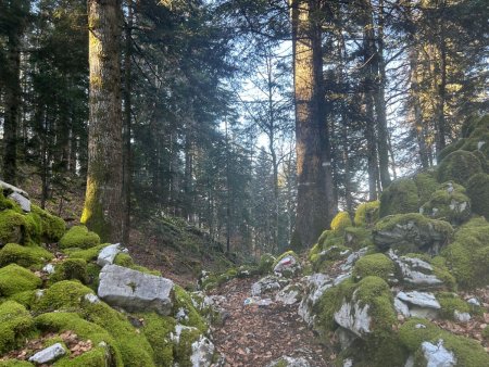 Le franchissement du Massif forestier du Buclet
