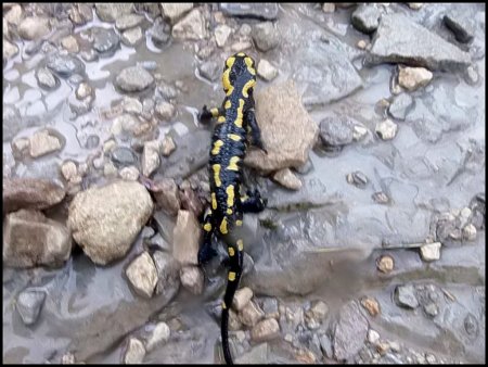 Retour dans la Combe de l’Aubaise salamandre tachetée jaune.