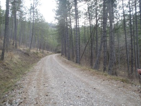 Route forestière de Beynaves.