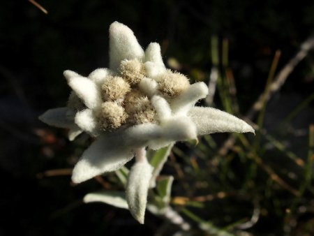 Fragile edelweiss