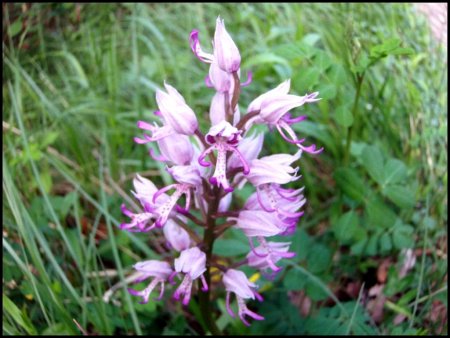 Orchis militaire.