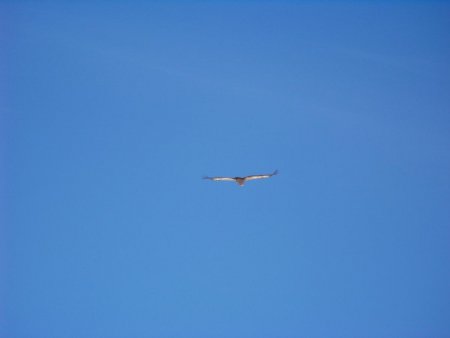 Un vautour en vol silencieux au dessus du plateau glaciaire.