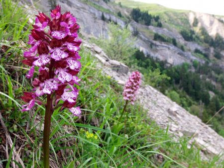 Orchis pourpre.