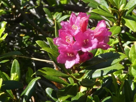 Flore rencontrée : Rhododendron 