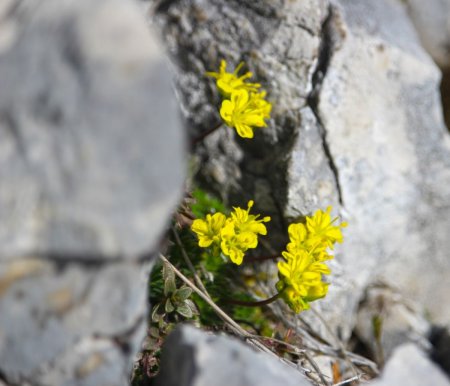 Les fleurs de printemps peuplent les rochers