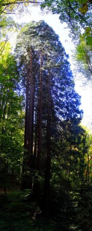 Montage de deux photos pour avoir toute le hauteur des séquoias.