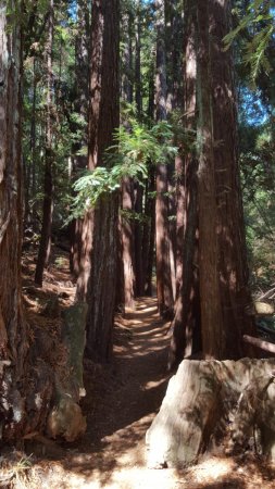 Redwood forest. Cette vieille forêt se trouve au pied du mont