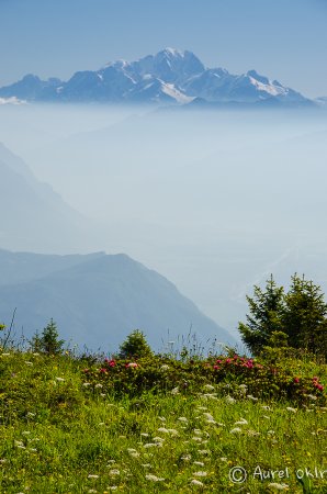 Rhododendrons, avec en fond le Mont-Blanc
